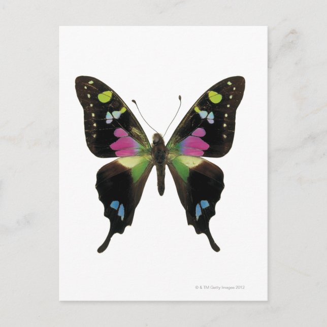Graphium butterfly postcard (Front)