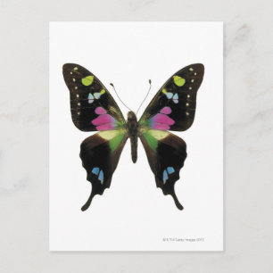 Graphium butterfly postcard