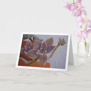 Graptopetalum Paraguayense, Succulent Ghost-plant Card