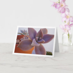 Graptopetalum Paraguayense, Succulent Ghost-plant Card