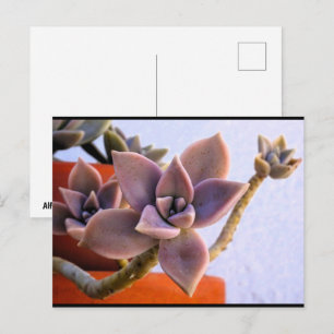 Graptopetalum Paraguayense, Succulent Ghost-plant Postcard