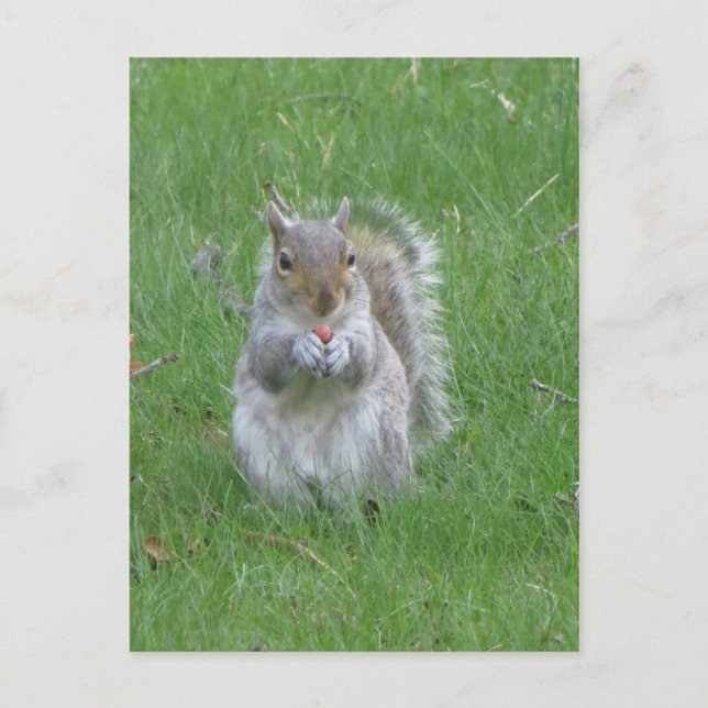 Grasping Squirrel Postcard (Front)