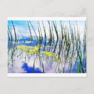Grass and Blues.JPG Postcard
