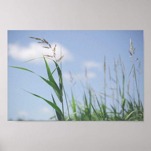 Grass Blue Sky Field Meadow Nature Poster (Front)