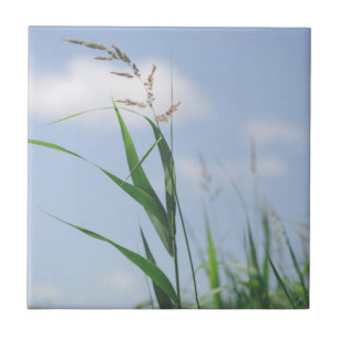 Grass Blue Sky Field Meadow Nature Tile