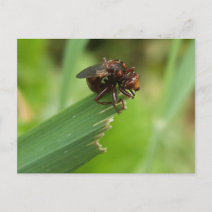 Grass Bug Postcard