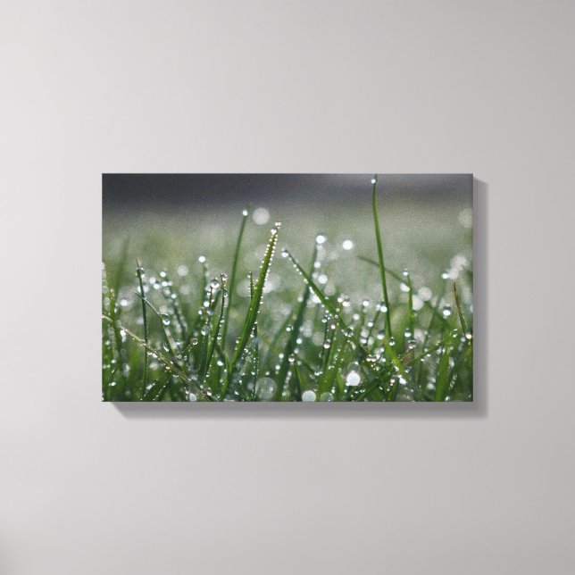 Grass Dew Drops Canvas Print (Front)