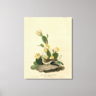 Grass Finch, Bay-winged Bunting, or Vesper Sparrow Canvas Print
