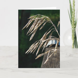 Grass Gone To Seed Card