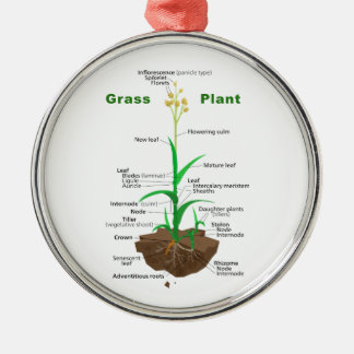 Grass Graminoids Plant Diagram Metal Tree Decoration
