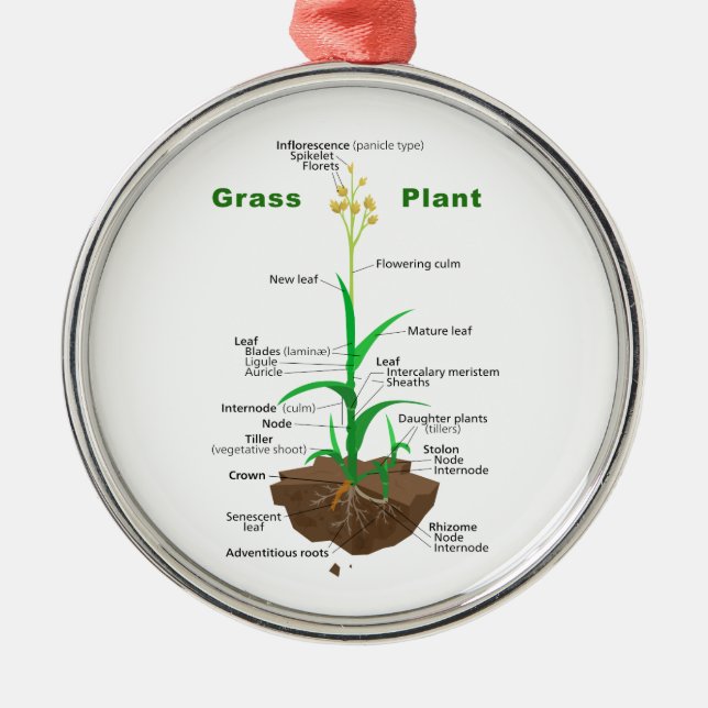 Grass Graminoids Plant Diagram Metal Tree Decoration (Front)