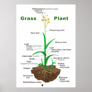 Grass Graminoids Plant Diagram Poster