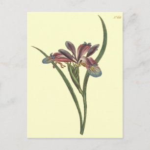 Grass Leaved Flag Iris Illustration Postcard