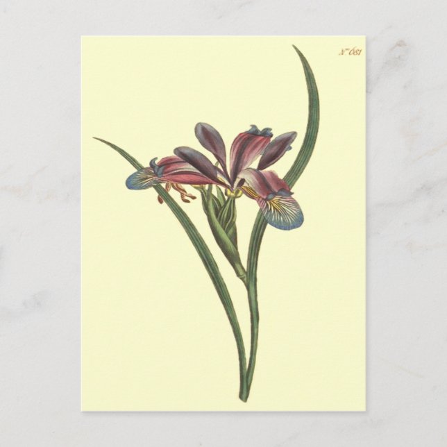 Grass Leaved Flag Iris Illustration Postcard (Front)