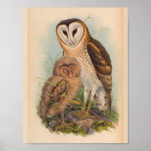 Grass Owl Brown Vintage Bird Art Print