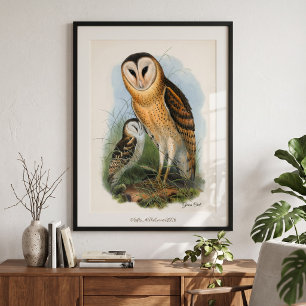 Grass Owl Canvas Print