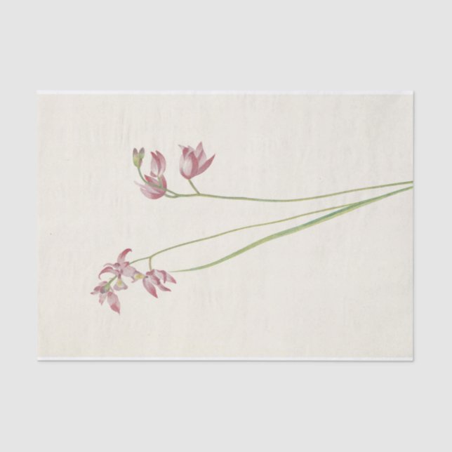 Grass-Pink Orchard by Mary Vaux Walcott Tissue Paper (Front)