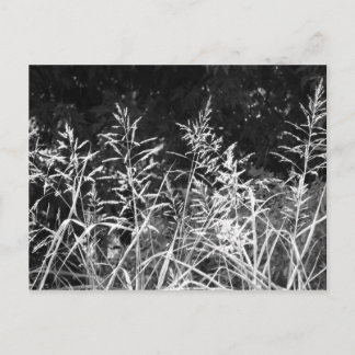 Grass Postcard