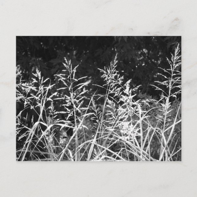 Grass Postcard (Front)