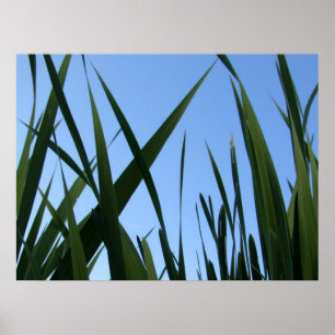 Grass Poster