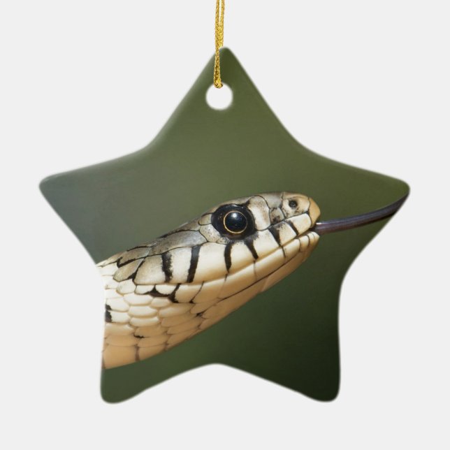 Grass Snake Ceramic Tree Decoration (Front)