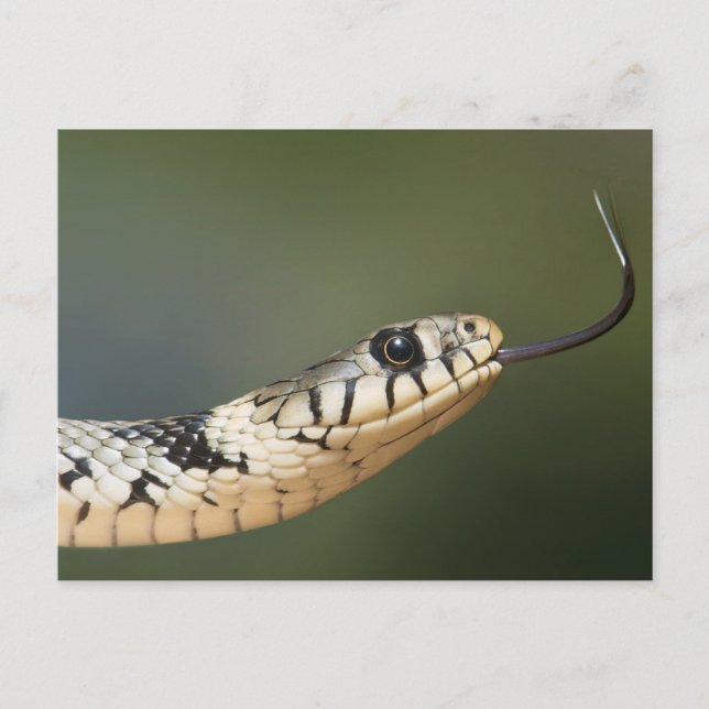 Grass Snake Postcard (Front)