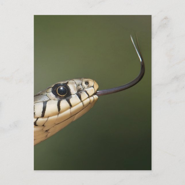 Grass Snake Postcard (Front)