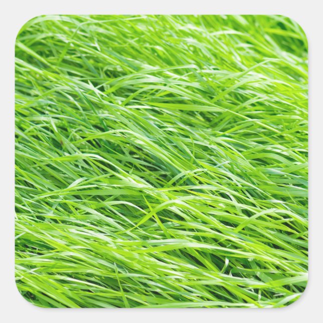 Grass Square Sticker (Front)