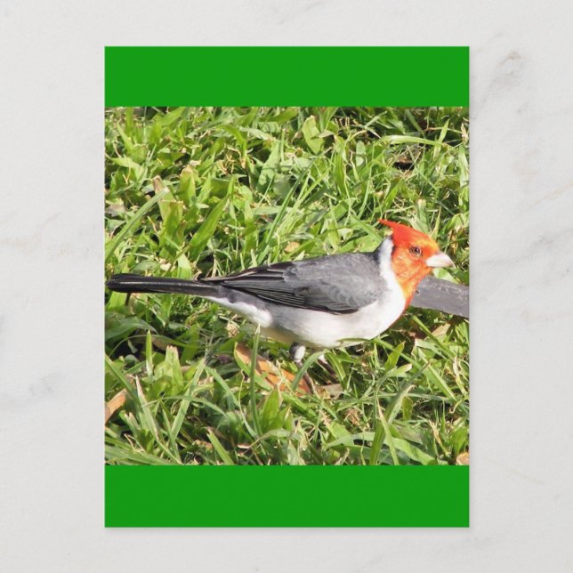 Grass with Brazilian Cardinal Postcard (Front)
