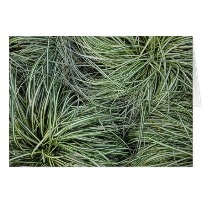Grasses (Front Horizontal)