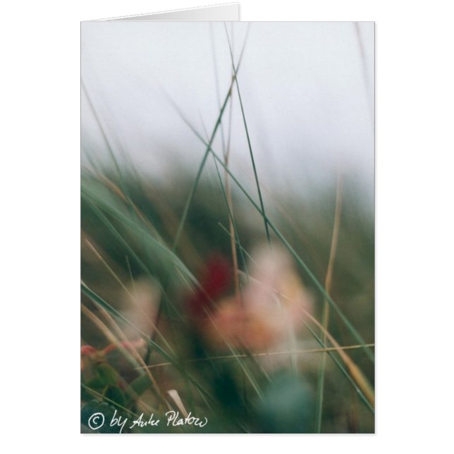 grasses (Front)