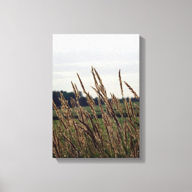 Grasses Blowing in the Wind Canvas Print (Front)