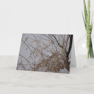Grasses in Snow Card