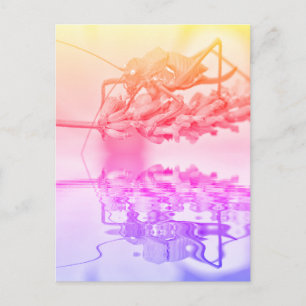 Grasshopper above water with reflection postcard