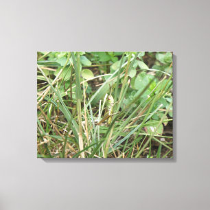 Grasshopper Camouflage Canvas Print