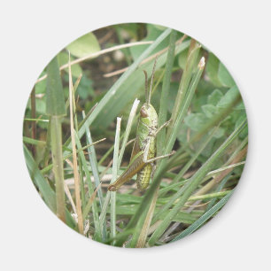 Grasshopper Camouflage Magnet