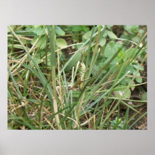 Grasshopper Camouflage Print