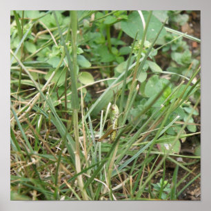 Grasshopper Camouflage Print