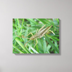 Grasshopper Canvas Print