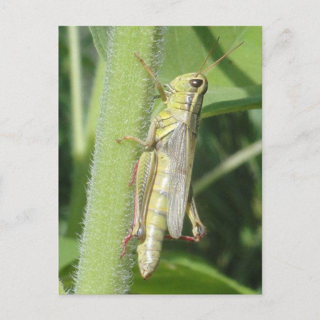 Grasshopper Close Up Postcard (Front)