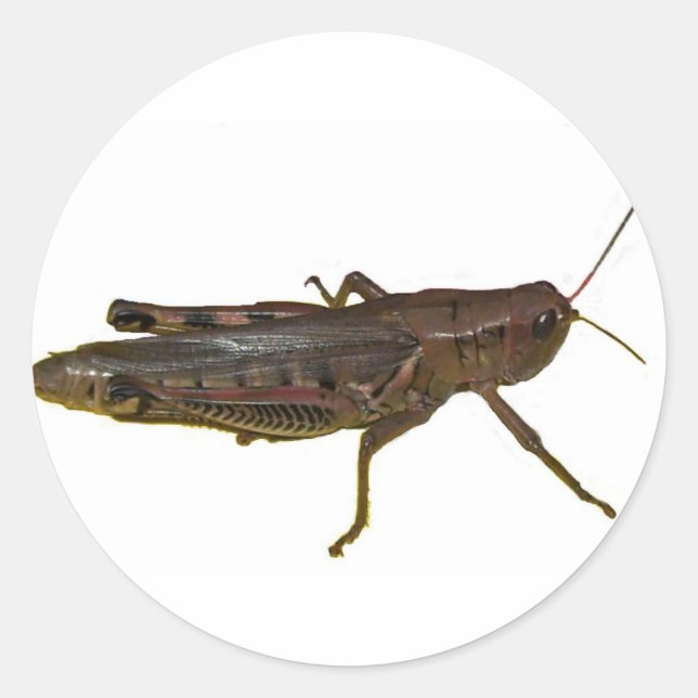 Grasshopper Design Classic Round Sticker (Front)