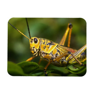 Grasshopper, Everglades National Park, Florida, Magnet