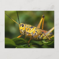 Grasshopper, Everglades National Park, Florida,