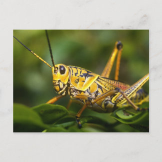 Grasshopper, Everglades National Park, Florida, Postcard