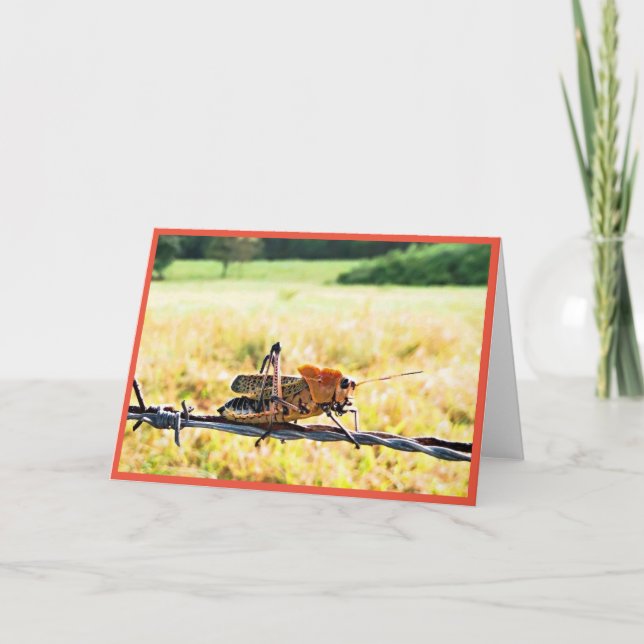 Grasshopper Greeting Card (Front)