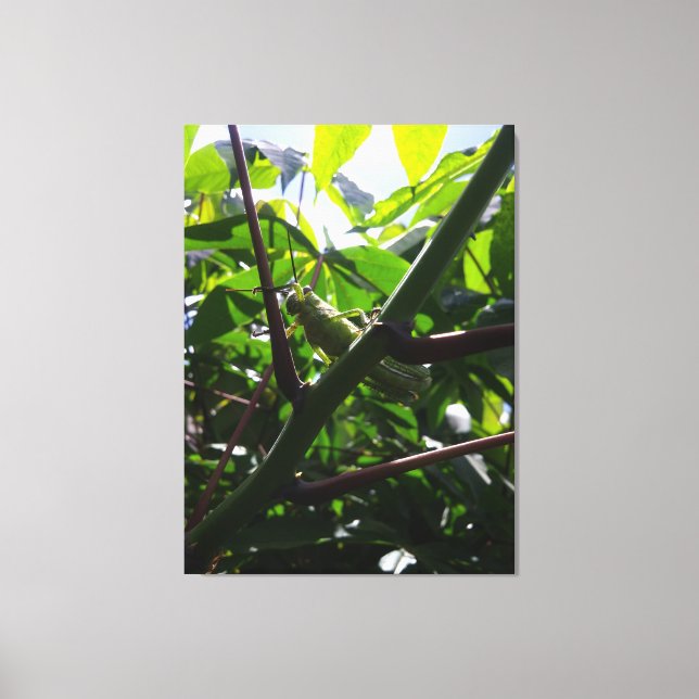 Grasshopper Hidden in Plain Sight Close-Up Canvas Print (Front)