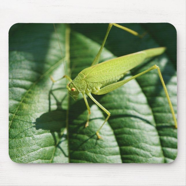 grasshopper, insect, beetle, insect mouse mat (Front)