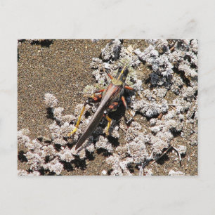 Grasshopper, Isla Bartolome, Galapagos Postcard
