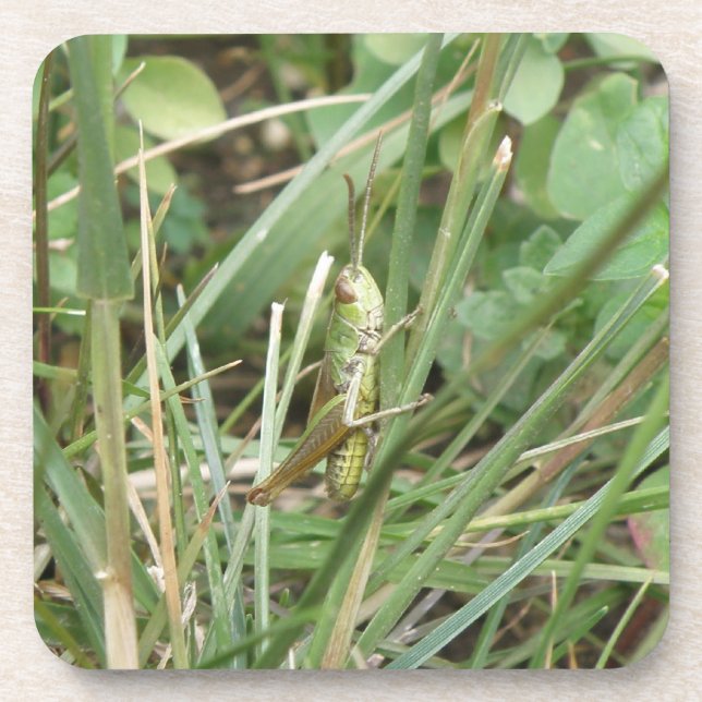 Grasshopper Macro Cork Coaster (Front)