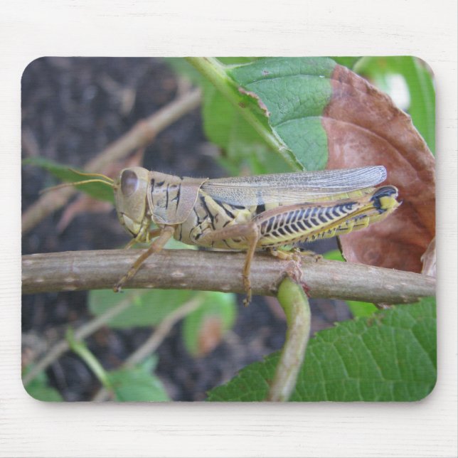 Grasshopper Mouse Mat (Front)